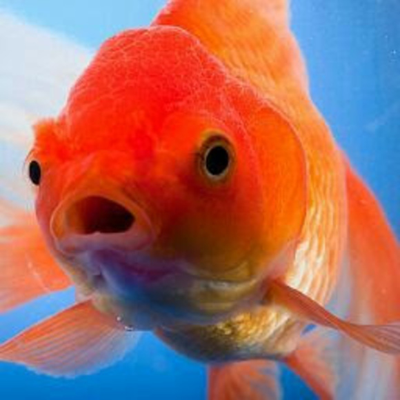 Meet your Posher, Naida - Picture 1 of 1